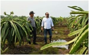 buah naga