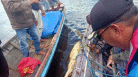 Buaya
