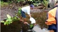 pulpis