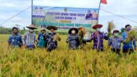 PANEN PADI VARIETAS INPARI 19