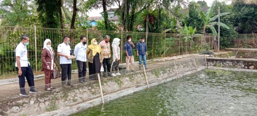 KOLAM IKAN