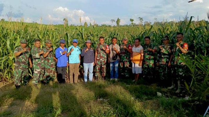 TINJAU LAHAN JAGUNG DI DESA MAMPUAK..