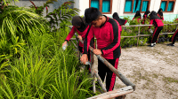Foto 3 - Bawang Dayak